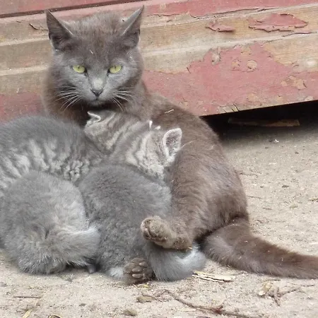 Ferienhaeuser Abild - Urlaub Auf Dem Bauernhof Gospodarstwo agroturystyczne *