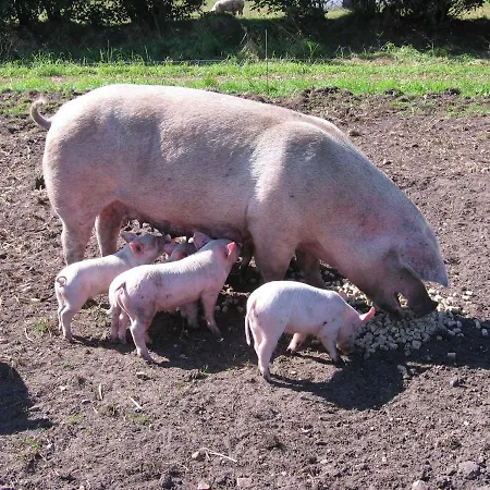 Ferienhaeuser Abild - Urlaub Auf Dem Bauernhof Tarp
