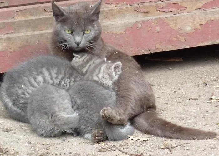 Ferienhaeuser Abild - Urlaub Auf Dem Bauernhof Séjour à la ferme *