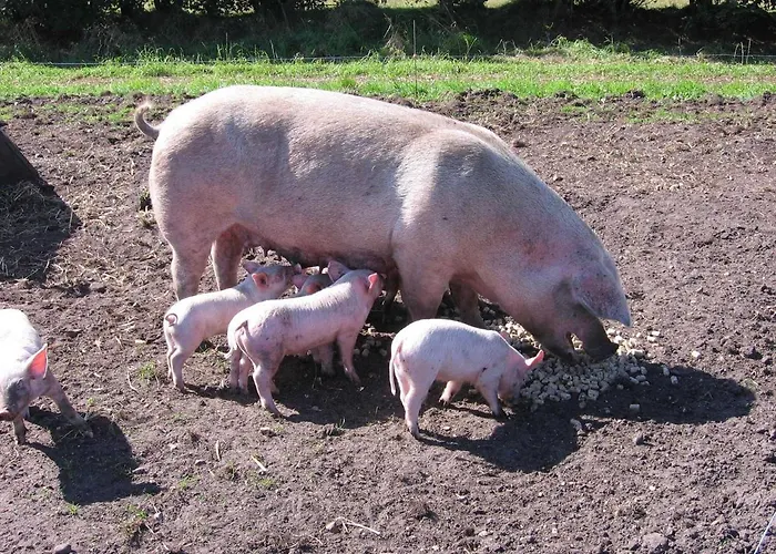 Ferienhaeuser Abild - Urlaub Auf Dem Bauernhof Tarp